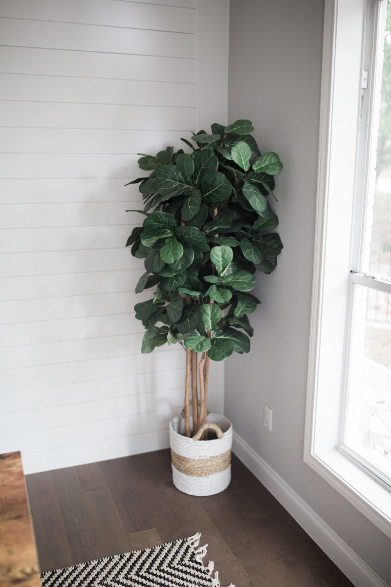 the miller affect fake fig leaf tree from Wayfair